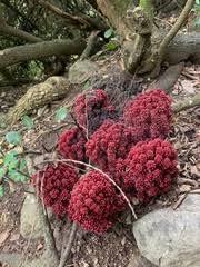 Image result for Sarcophyte