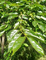 Image result for Diospyros squarrosa
