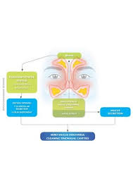 Share Photos Make Friends It S Easy Fotolog Mucus Nasal Spray Rhinosinusitis