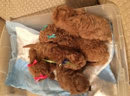 If you are looking for a snuggly pup, then look no further! Red Maltipoo Breeders Maltipoo