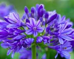 Image result for Agapanthus campanulatus