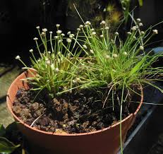Image result for Eriocaulon truncatum