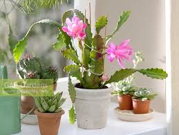 Epiphyllum german empress2 | by maurice grout. Epiphyllum German E Stock Photo By Friedrich Strauss Image 0774930