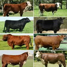 Angus E Hereford Bull Cow Cow Calf Livestock