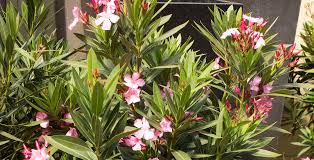Wann oleander schneiden, oleander schneiden das ist zu beachten garten mix. Kubelpflanzen Auf Der Terrasse Platz Im Haus Vorbereiten Zum Einwintern