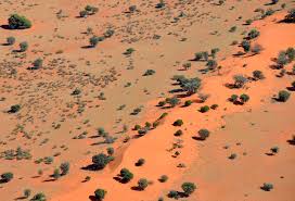 ' desert shrubs typically have small leaves, protective thorns, multiple branches, unpleasant smells and tastes, and extensive root systems, all adaptations. Kalahari Desert Of Africa Charismatic Planet