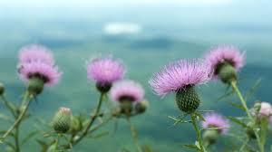 Image result for Cirsium