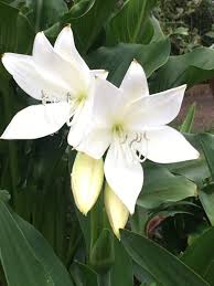 Image result for Crinum stuhlmannii