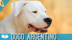 Dogo Argentino Bahcede Bakilabilecek Kopek Irklari Dogo Arjantin Kopek Dogo Dog Youtube
