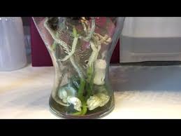 Orchideen In Wasserkultur Im Wasser Was Muss Beachtet Werden Meine Tipps Dazu Fwc Swc Youtube Orchideen Orchideen Im Wasser Orchideen Pflege