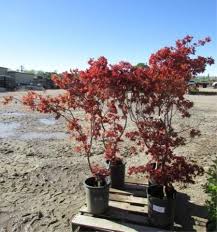 We make a small commission if you buy the products from these links (at no extra cost to japanese maples have a bit of a reputation for being finicky, but they're actually really easy to grow and care for once you get the hang of it. C 691 Beni Hoshi Japanese Maple 4 Pickett Auction Service