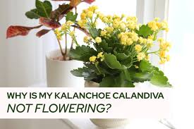 Image result for Kalanchoe calandiva