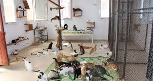 Turkiye Nin Ilk Yasli Ve Ozurlu Kedi Bakimevi Mersin De