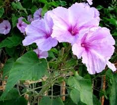 Image result for Ipomoea carnea