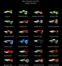 35 Different Types Of Guppies In The World With
