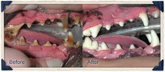 Dental disease affects almost 80% of dogs and 70% of cats. Stoneledge Animal Hospital Veterinarian In Westbrook Me Veterinary Services