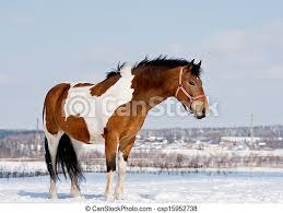 Shop by color, room type, theme or style. Pinto Horse Canstock
