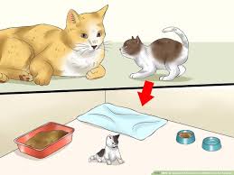 5 Ways To Separate Kittens From A Mother Cat For Adoption