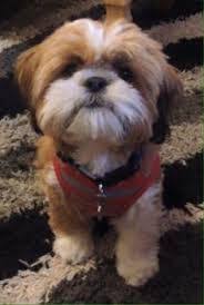 Image Result For Shih Tzu Haircuts Male Shih Tzu Puppy Shih Tzu Haircuts Shih Tzu Dog