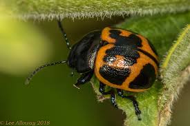 Check spelling or type a new query. Swamp Milkweed Leaf Beetle Labidomera Clivicollis Virginia Looks Like A Ladybird Beetle On Steroids Swamp Milkweed Leaf Beetle Milkweed