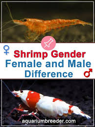 pangiopangio high grade sakura shrimp lovely freshwater aquarium shrimp red cherry shrimp cherry shrimp