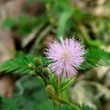 Image result for Mimosa mossambicensis