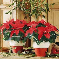Download christmas plant stock vectors. Creative Indoor Plants Decors For Christmas New Year