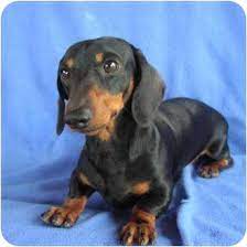 I am very pleased with the way susan has trained him. Tucson Az Dachshund Meet Ballew A Pet For Adoption