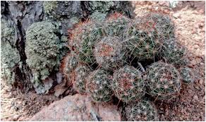 Succulent plants are among the most bizarre, beautiful, and varied in the entire plant kingdom. Pushing The Limits With Cacti And Succulents In Cold Climates 26
