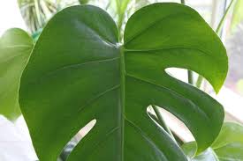 Zimmerpflanzen mit bunten blättern sind eine gute wahl für alle, die es etwas bunt im zimmer haben wollen. Fensterblatt Funffingerblatt Monstera Deliciosa Pflege Schneiden