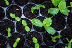 That tiny seed is the miraculous beginning of a whole new plant that will give you food and beauty throughout its season. Melon Seed Starting Tips