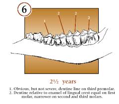 Bowsite Com How To Age Deer