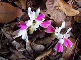 Image result for Brachycorythis