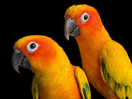 The sun conure [Aratinga solstitialis] otherwise known as the sun parakeet,  is a medium sized parrot species that is commonly found in avicultural  collections around the world 🌎 The species originates from