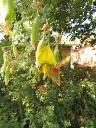 Image result for Rotala capensis