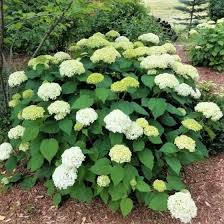 Gigantesco mazzi di fiori : Arbusti Da Fiore Per Siepe Annabelle Hydrangea Naturehills A Fiori Bianchi