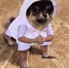 Pin By I Feel Yeontastic On My Fluffy And Cute Meme Funny Dog Memes Funny Dog Faces Jhope Funny