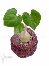 Image result for Pyrenacantha