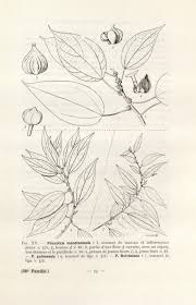 Image result for Pouzolzia guineensis