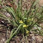 Image result for Hypoxis angustifolia