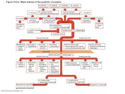 80 Prototypic Flow Chart Of Blood Vessels