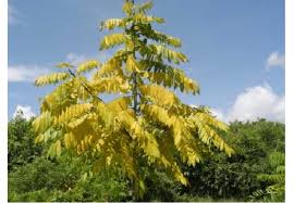 Image result for Millettia bussei