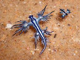 The blue dragon's bizarre appearance is just the beginning. Featured Creature Blue Dragon Blog Nature Pbs