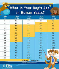 What Is Your Dogs Age In Human Years Dog Ages Dog Age