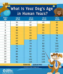 what is your dogs age in human years dog ages dog age