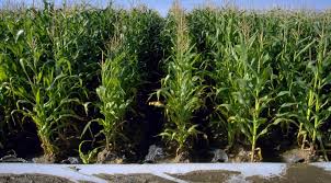Potato growth diagram with parts of plant, tubers, stem, roots, flowers. Maize Corn Diseases And Pests Description Uses Propagation