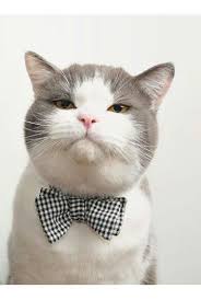 Bisey Mi Vardi Gulum Animals Cats Fauna