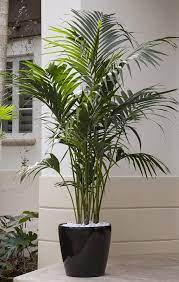 A Premium Plant Kentia Palm Is An Elegant Plant That Eagerly Thrives Indoors Yet Grows Relatively Sl Piante Da Interno Pianta Domestica Piante Da Appartamento