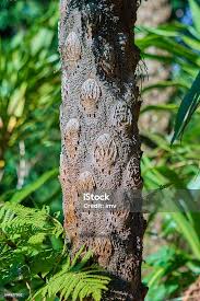 Image result for Cyatheaceae