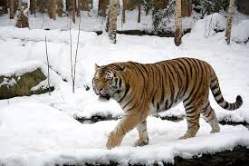They can weigh as much as 700 lb. Siberian Tiger Animal Database Fandom
